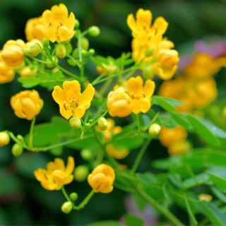 Senna