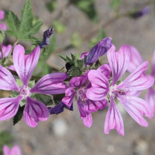 Malva