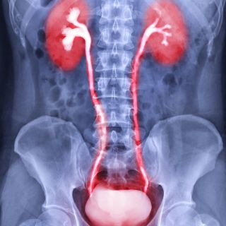 Supporta la funzionalità delle vie urinarie